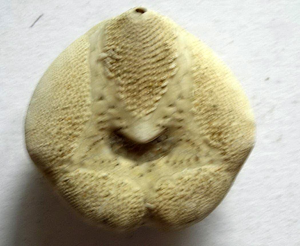Echinocardium mediterraneum (Pennant, 1777) - teca